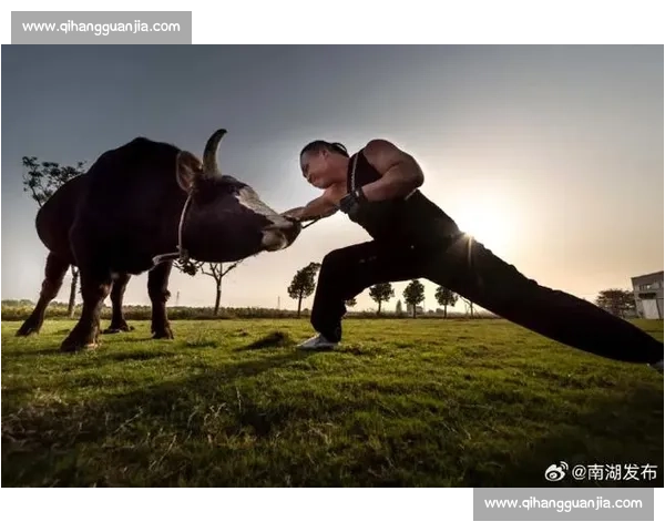 中国传统斗牛赛事精彩瞬间展现勇士对决与激情碰撞全程视频合集