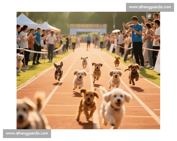中国顶级狗狗比赛全景观察与宠物竞技文化发展趋势解析及行业前景 中国顶级狗狗比赛全景观察与宠物竞技文化发展趋势解析及行业前景